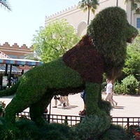 Busch Gardens Lion